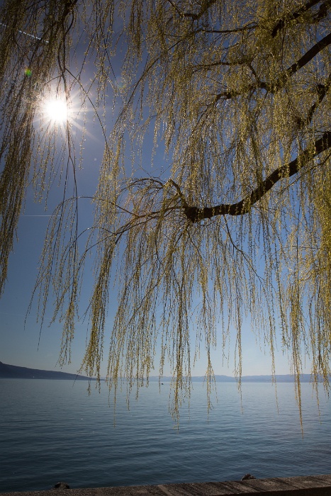 Bord du lac Vevey - 012